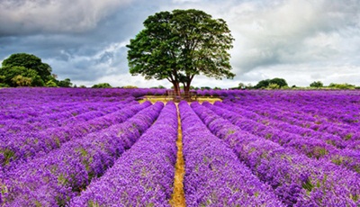 mayfield-lavender-farm-surrey-1502076418742